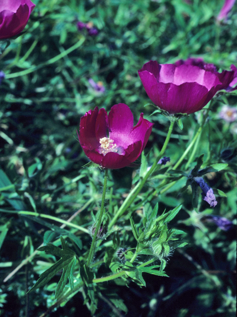 Callirhoe involucrata (Winecup) #21686