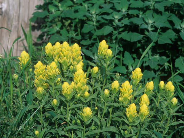 Castilleja lutescens (Stiff yellow indian paintbrush) #21811