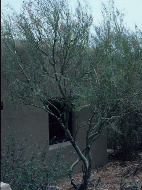 Parkinsonia microphylla (Yellow paloverde) #21868