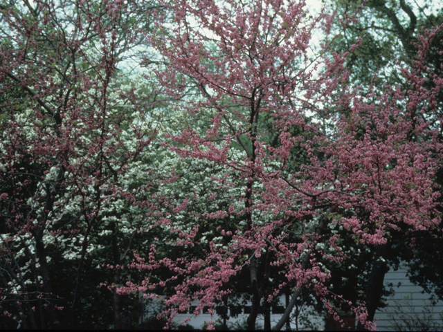 Cercis canadensis (Eastern redbud) #21873