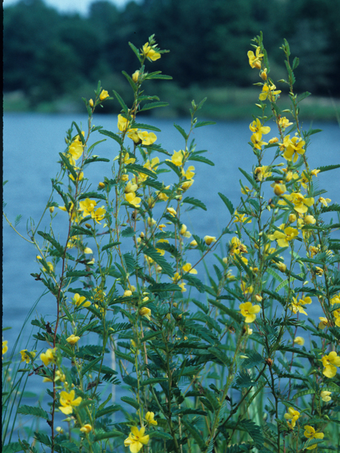 Chamaecrista fasciculata (Partridge pea) #21897