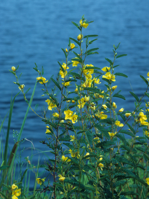 Chamaecrista fasciculata (Partridge pea) #21898