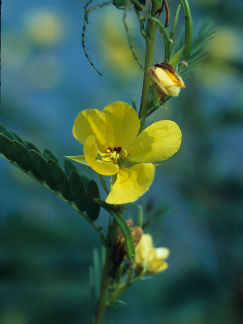 Chamaecrista fasciculata (Partridge pea) #21900