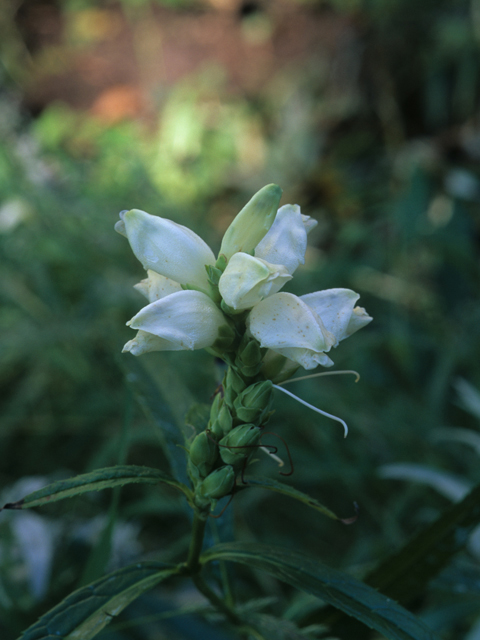 Chelone glabra (White turtlehead) #21917