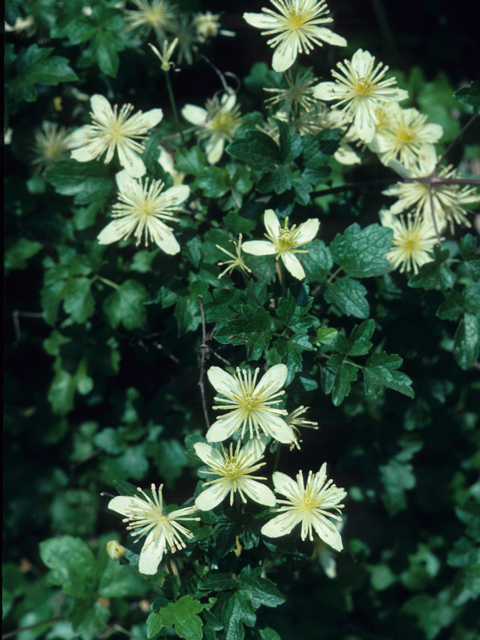 Clematis lasiantha (Pipestem clematis) #21981