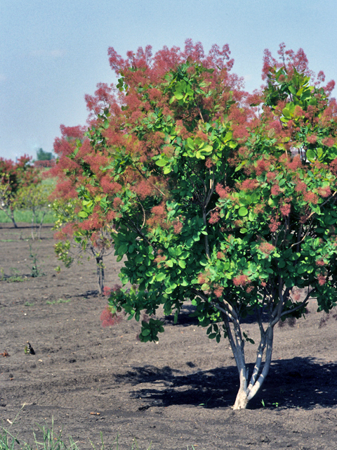 Cotinus obovatus (American smoke tree) #22098