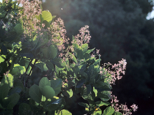 Cotinus obovatus (American smoke tree) #22103