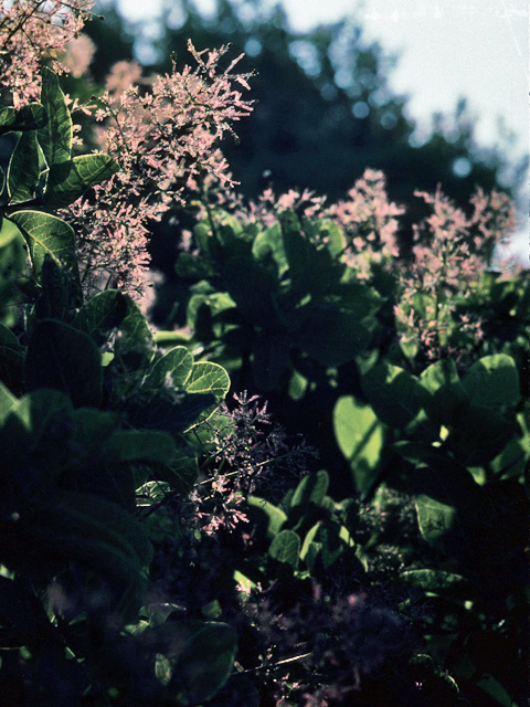 Cotinus obovatus (American smoke tree) #22104