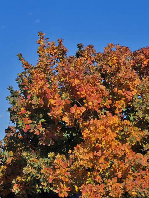 Cotinus obovatus (American smoke tree) #22107