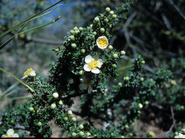 Purshia stansburiana (Stansbury cliffrose) #22117