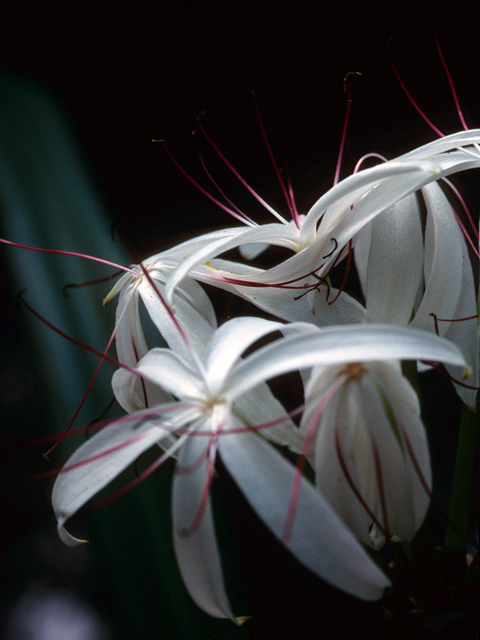 Crinum americanum (American crinum lily) #22144