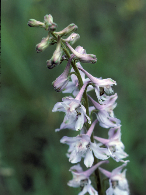 Delphinium carolinianum (Prairie larkspur) #22195