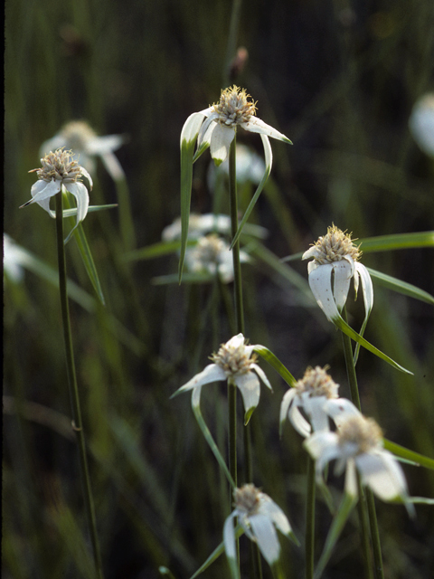 Rhynchospora colorata (Whitetop sedge) #22214