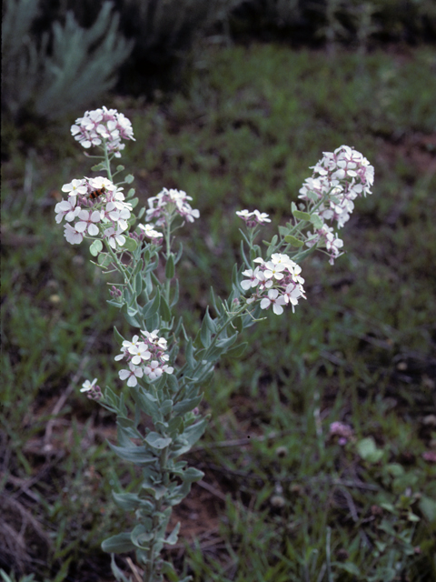 Dimorphocarpa wislizeni (Touristplant) #22220