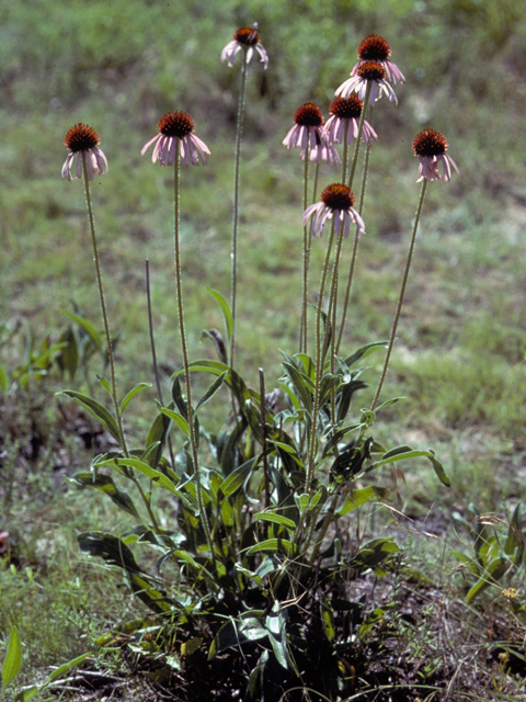 Echinacea angustifolia (Black samson) #22252