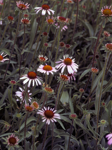 Echinacea angustifolia (Black samson) #22254