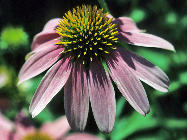 Echinacea purpurea (Eastern purple coneflower) #22271