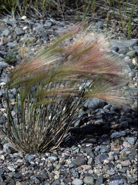 Elymus elymoides ssp. brevifolius (Squirreltail) #22289