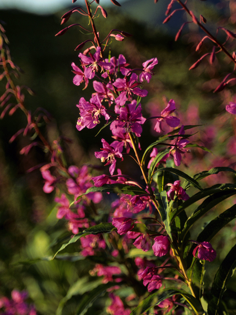 Chamerion angustifolium ssp. angustifolium (Fireweed) #22318