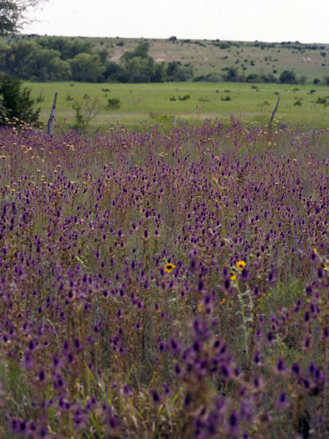 Eryngium leavenworthii (Leavenworth's eryngo) #22401