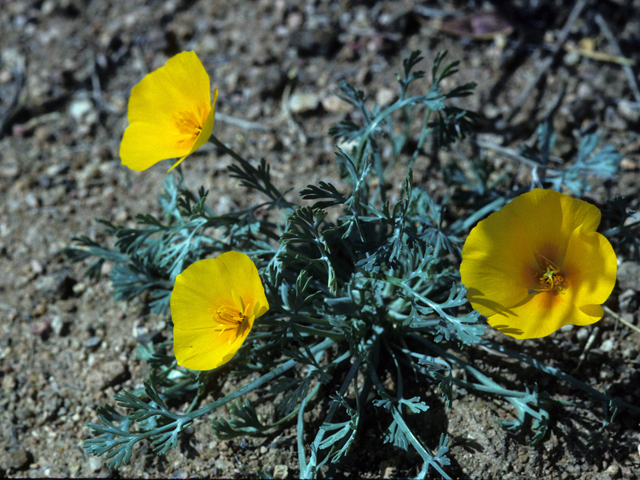 Eschscholzia californica (California poppy) #22425