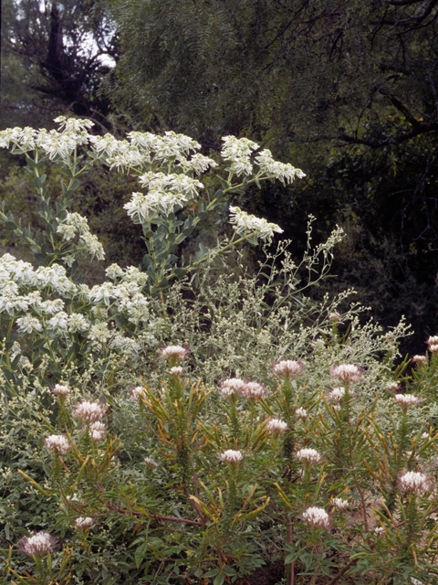 Euphorbia marginata (Snow on the mountain) #22473