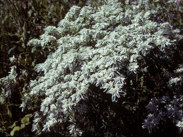 Euphorbia marginata (Snow on the mountain) #22474