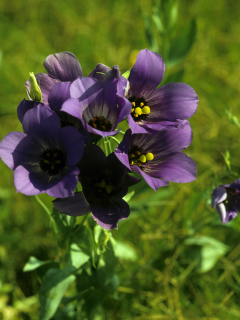 Eustoma exaltatum ssp. russellianum (Texas bluebells) #22482