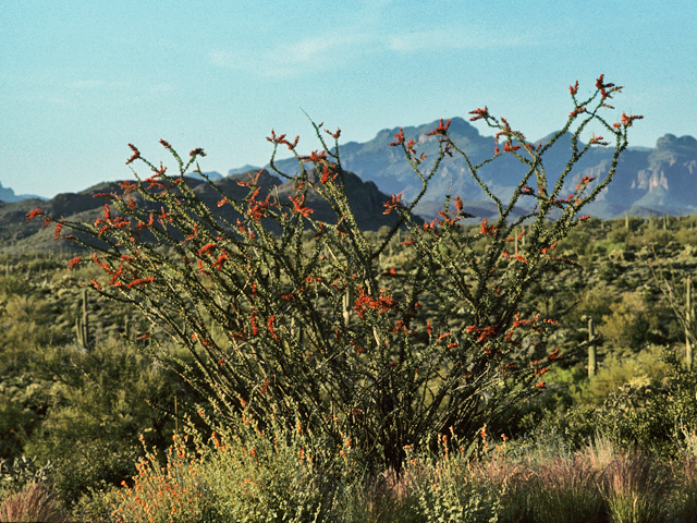 Fouquieria splendens (Ocotillo) #22535