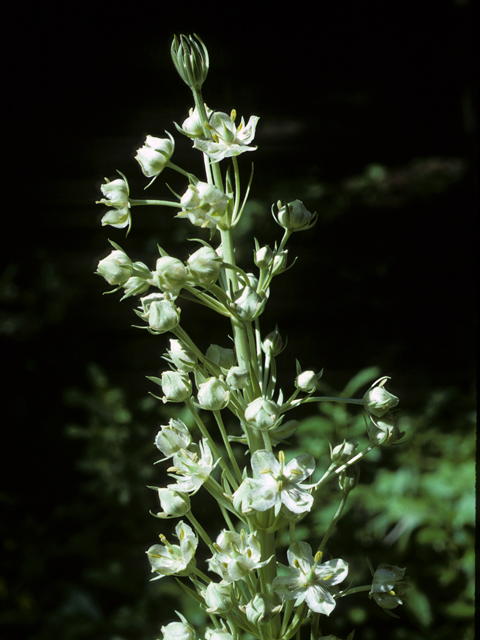 Frasera speciosa (Elkweed) #22551