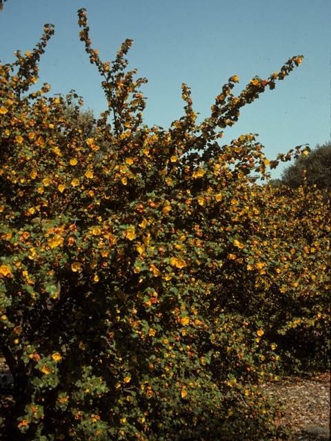 Fremontodendron mexicanum (Mexican flannelbush) #22569