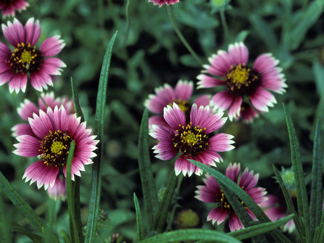 Gaillardia pulchella (Indian blanket) #22586