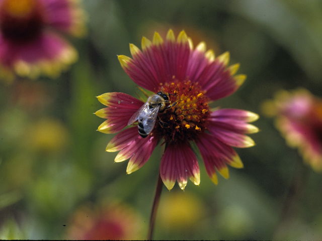 Gaillardia pulchella (Indian blanket) #22589