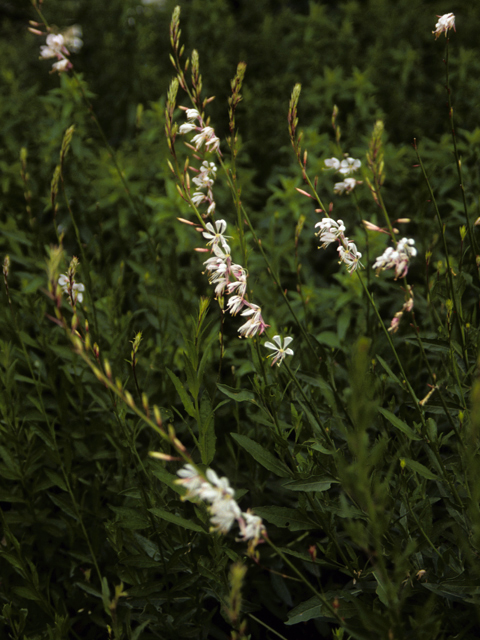 Oenothera lindheimeri (White gaura) #22607