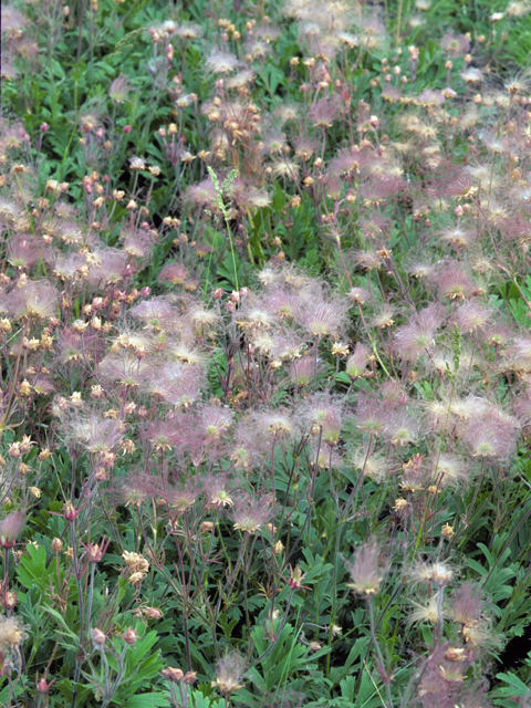 Geum triflorum (Old man's whiskers) #22633