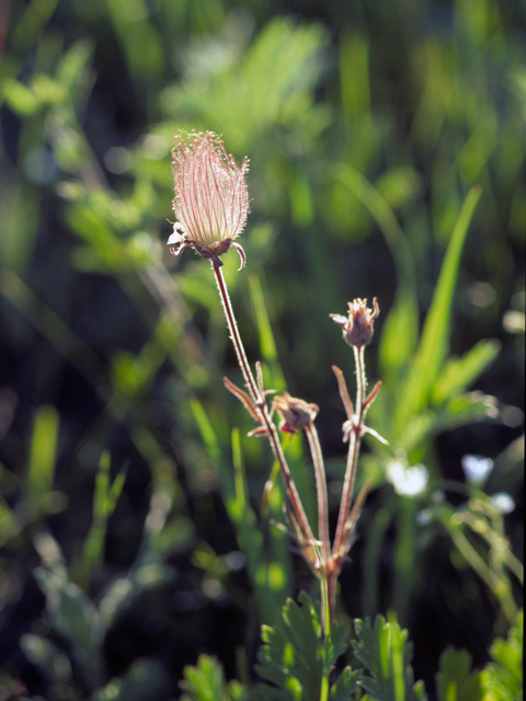 Geum triflorum (Old man's whiskers) #22635