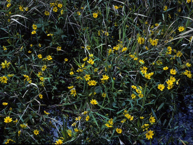 Helianthus angustifolius (Swamp sunflower) #22684