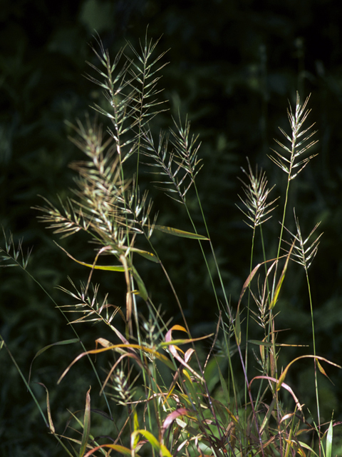 Elymus hystrix var. hystrix (Eastern bottlebrush grass) #22842