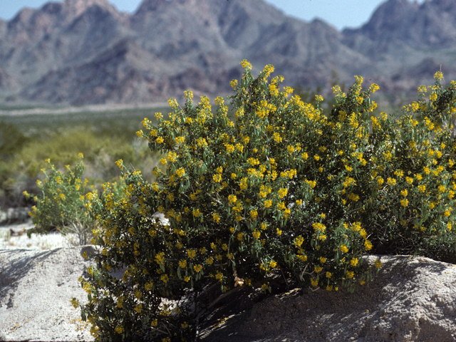 Peritoma arborea (Bladderpod spiderflower) #22906