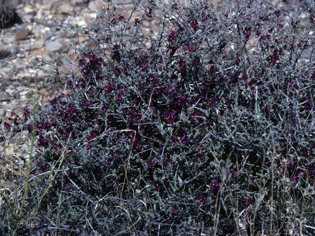 Krameria erecta (Littleleaf ratany) #22981