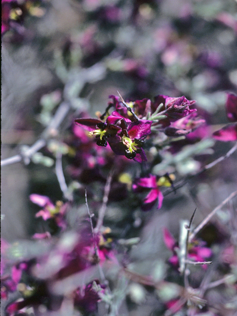 Krameria erecta (Littleleaf ratany) #22982