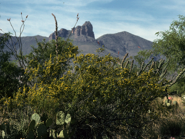 Larrea tridentata (Creosote bush) #22997