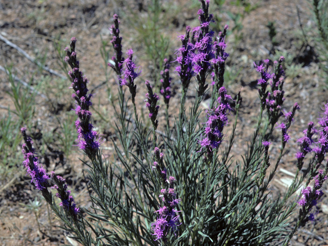 Liatris punctata (Dotted blazing star) #23071