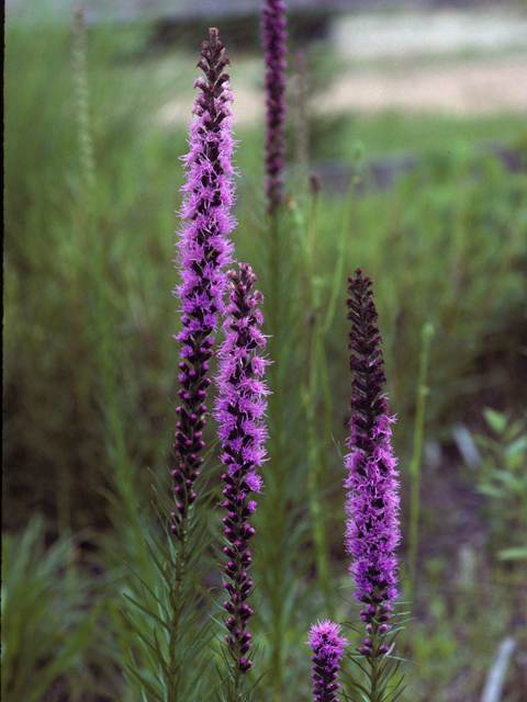 Liatris pycnostachya (Prairie blazing star) #23079