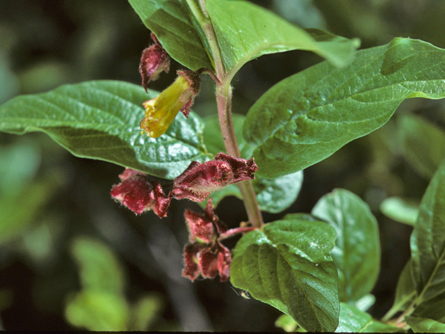 Lonicera involucrata (Twinberry honeysuckle) #23143