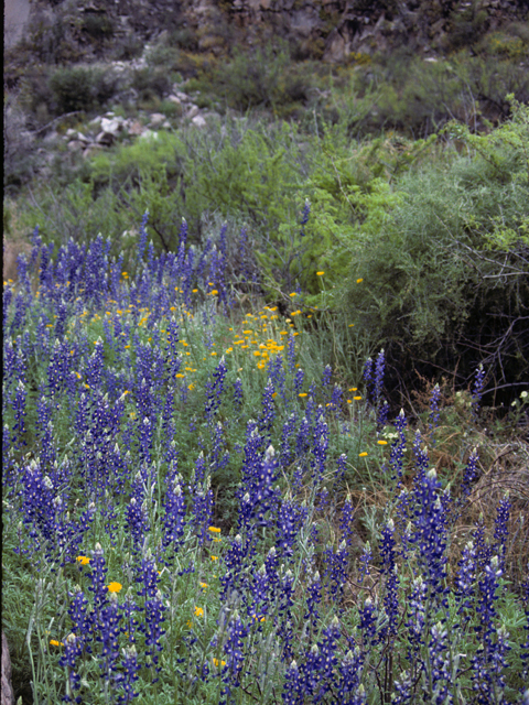 Lupinus havardii (Big bend bluebonnet) #23161