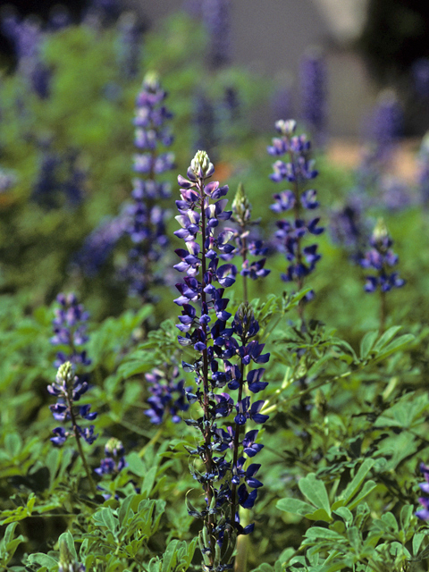 Lupinus succulentus (Hollowleaf annual lupine) #23166