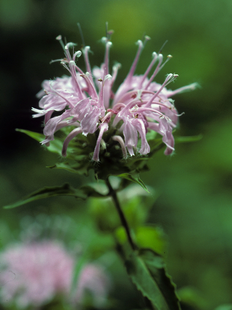 Monarda fistulosa (Wild bergamot) #23322