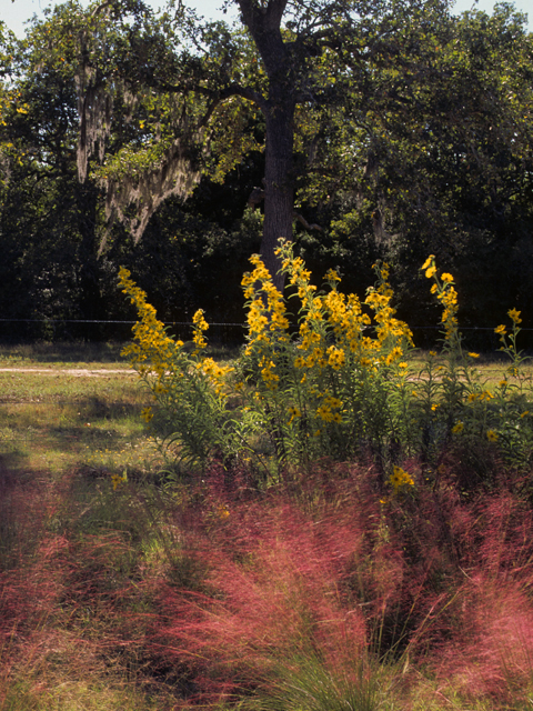 Muhlenbergia capillaris (Gulf muhly) #23331