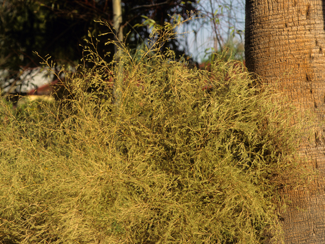 Muhlenbergia dumosa (Bamboo muhly) #23341